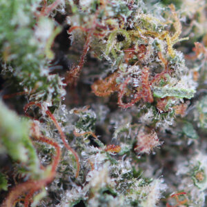 Critical – flor de CBD de Spliff, primer plano