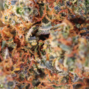 Gelato 33