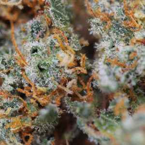 Lemon Skunk – flor de CBD de Spliff, primer plano
