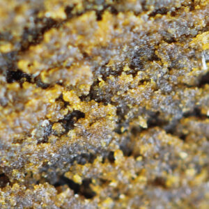 Nepalés - 30% THCX – hachís de THCX de Spliff, primer plano