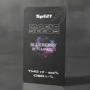 Blueberry – semillas de cannabis de Spliff, foto 2