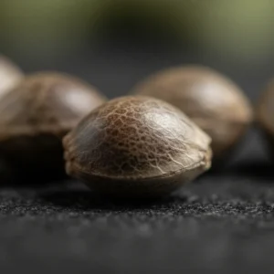 Blueberry – semillas de cannabis de Spliff, foto 3