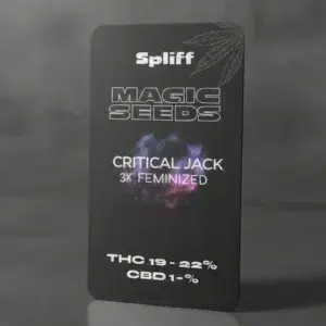 Critical Jack – semillas de cannabis de Spliff, foto 2