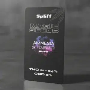 Amnesia – semillas de cannabis de Spliff, foto 2