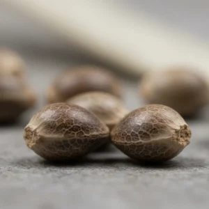 Amnesia – semillas de cannabis de Spliff, foto 3