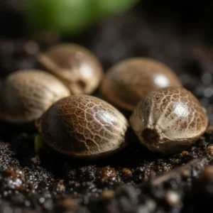 Bruce Banner Auto – semillas de cannabis de Spliff, foto 3