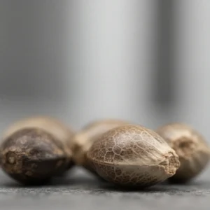 Lemon Kush – semillas de cannabis de Spliff, foto 3