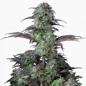 Blueberry – semillas de cannabis de Spliff