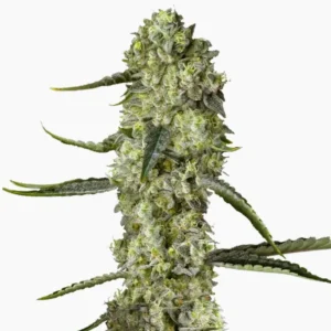 Bruce Banner Auto – semillas de cannabis de Spliff
