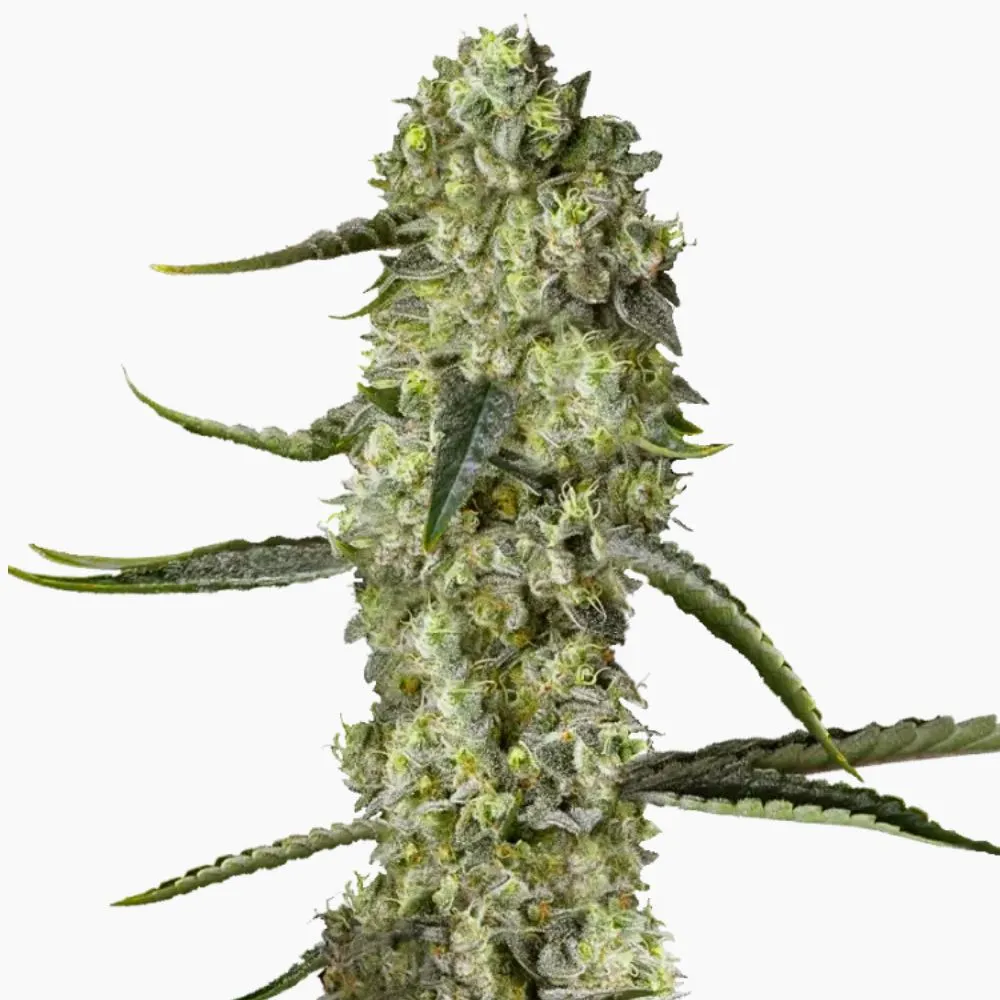 Bruce Banner Auto – semillas de cannabis de Spliff