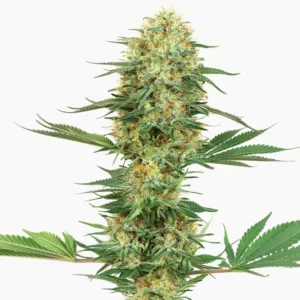Gelato Auto – semillas de cannabis de Spliff