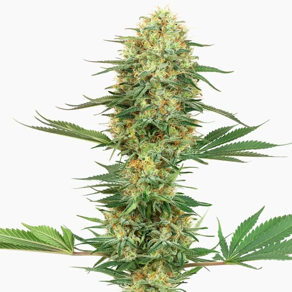 Gelato Auto – semillas de cannabis de Spliff