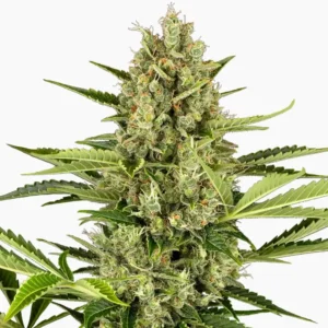 Jack Herer Auto – semillas de cannabis de Spliff