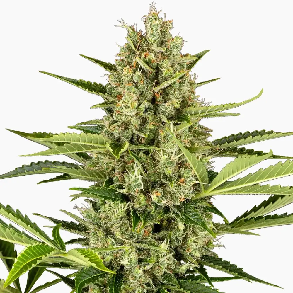 Jack Herer Auto – semillas de cannabis de Spliff