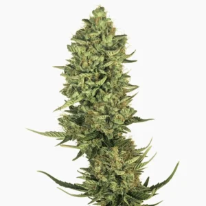 Lemon Kush – semillas de cannabis de Spliff