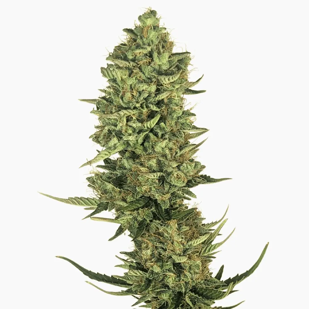 Lemon Kush – semillas de cannabis de Spliff