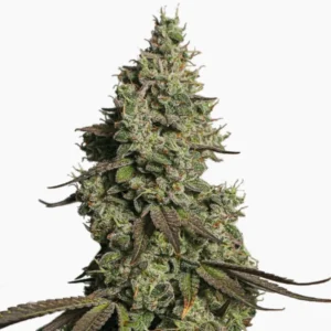 Moby Dick Auto – semillas de cannabis de Spliff