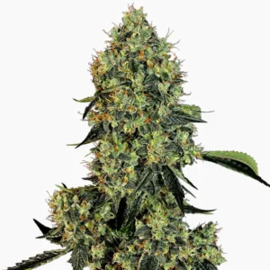 OG Kush – semillas de cannabis de Spliff