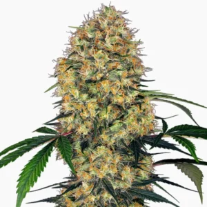 Amnesia – semillas de cannabis de Spliff