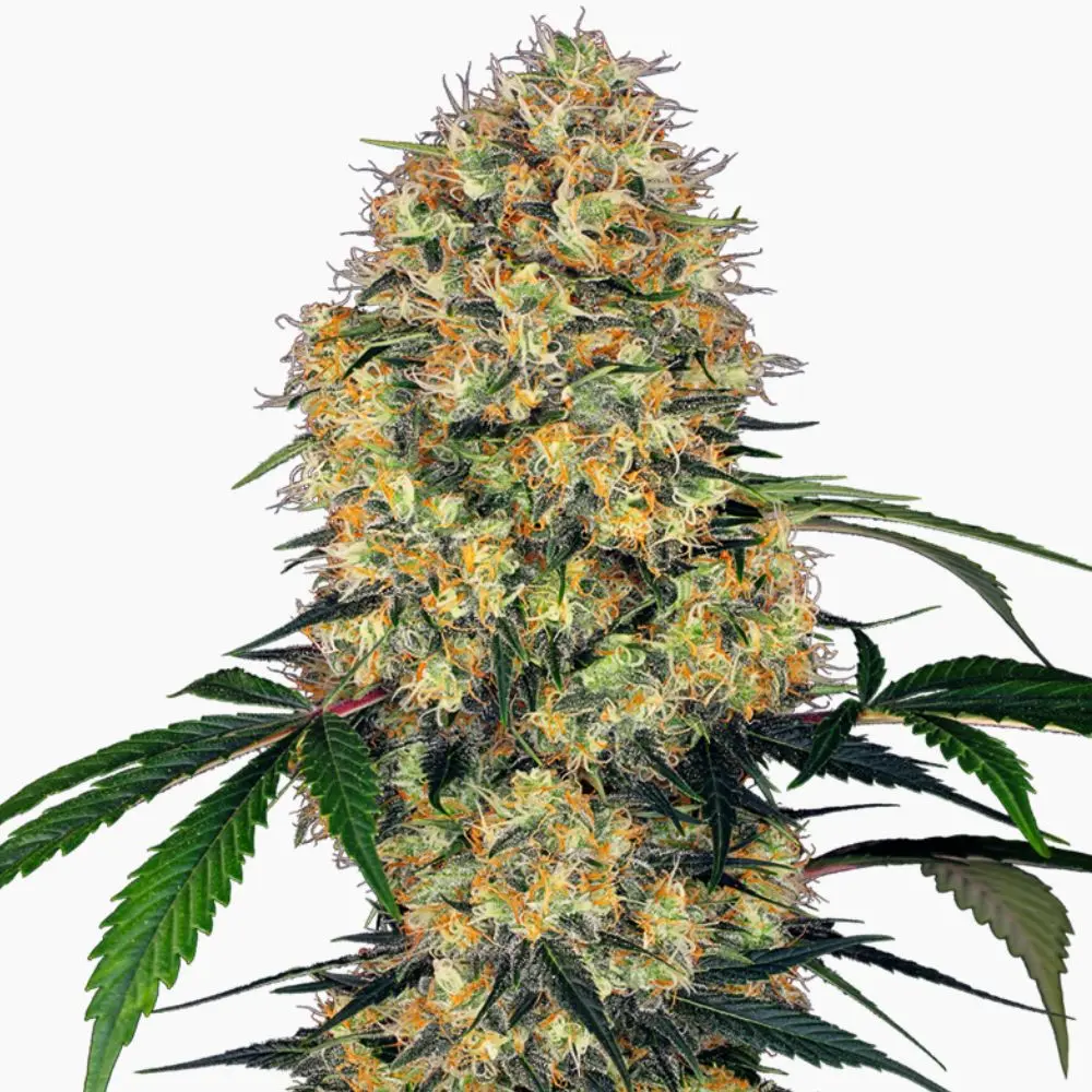 Amnesia – semillas de cannabis de Spliff