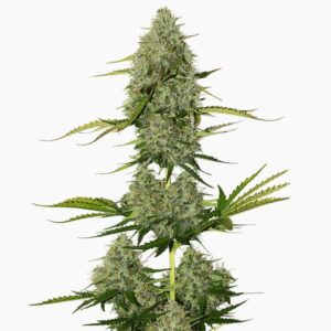 Critical Jack – semillas de cannabis de Spliff