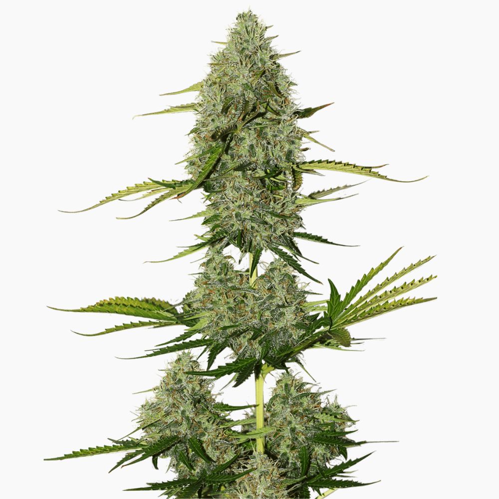Critical Jack – semillas de cannabis de Spliff
