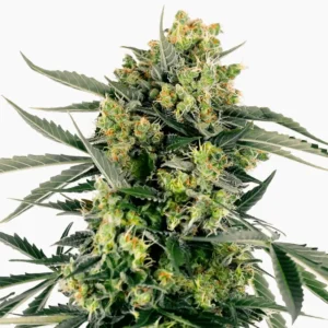 Moby Dick – semillas de cannabis de Spliff
