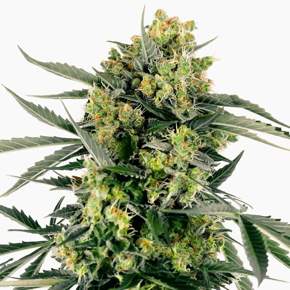 Moby Dick – semillas de cannabis de Spliff