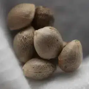 OG Kush – semillas de cannabis de Spliff, foto 3