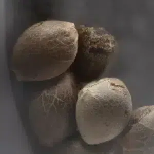 Critical Jack – semillas de cannabis de Spliff, foto 3