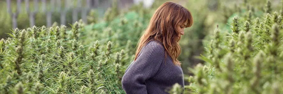 Graines cannabis
