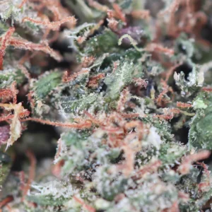 Bubble Gum – flor de THCX de Spliff, primer plano