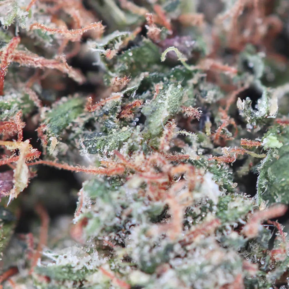 Macro Bubble Gum THCX Spliff CBD