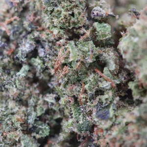 Cookie OG – flor de CBD de Spliff, primer plano