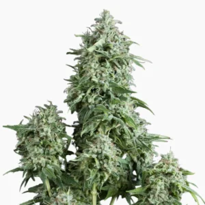 Amnesia Auto – semillas de cannabis de Spliff