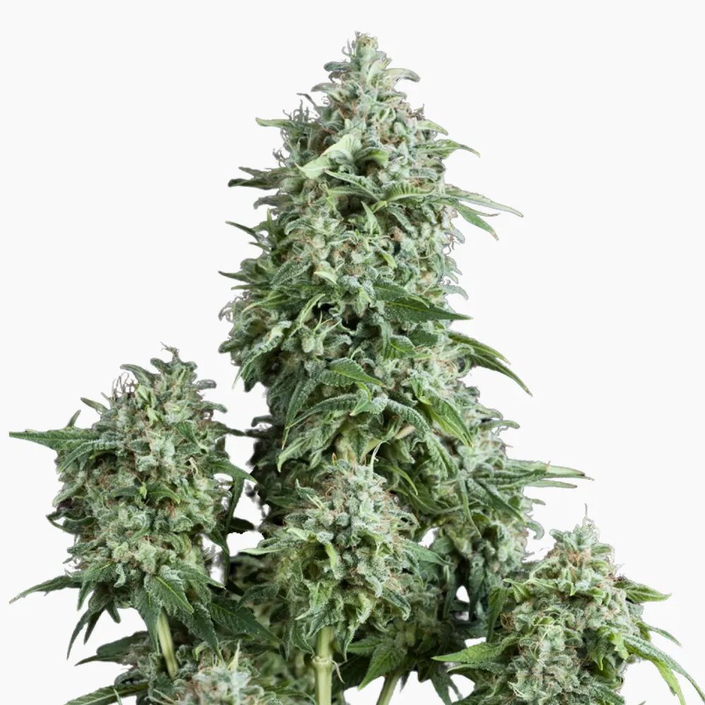 Amnesia Auto – semillas de cannabis de Spliff