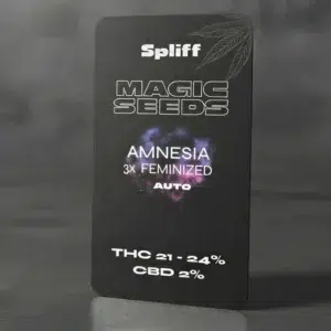 Amnesia Auto – semillas de cannabis de Spliff, foto 2