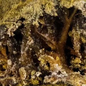 Moon Rock – hachís de THCX de Spliff, primer plano