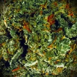 Opinión de cliente Amnesia - 30% THCX con foto - Spliff