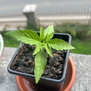 Opinión de cliente Gelato Auto con foto - Spliff
