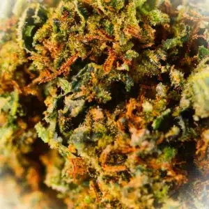 Opinión de cliente Sapphire con foto - Spliff