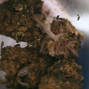 Opinión de cliente Sour Diesel con foto - Spliff
